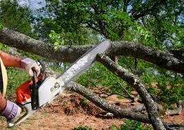 Best Hazardous Tree Removal  in Waltham, MA